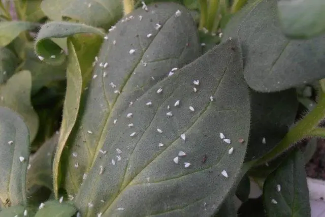 Eggplant leaves in holes: what to do, how to process