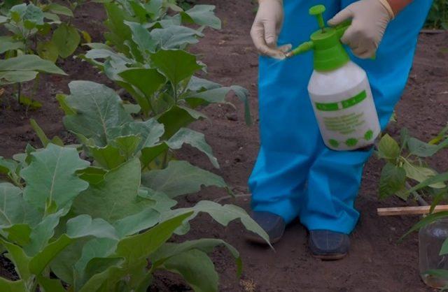 Eggplant leaves in holes: what to do, how to process