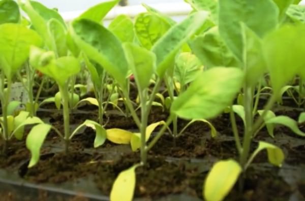 Eggplant leaves turn yellow in the greenhouse: what to do?