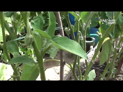 Eggplant leaves turn yellow in the greenhouse: what to do?