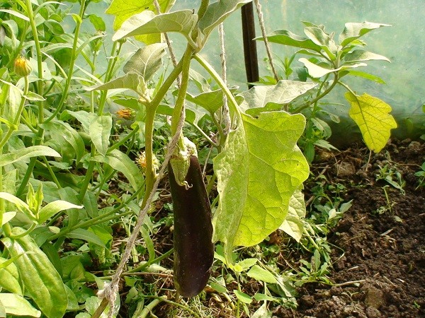 Eggplant leaves turn yellow in the greenhouse: what to do?