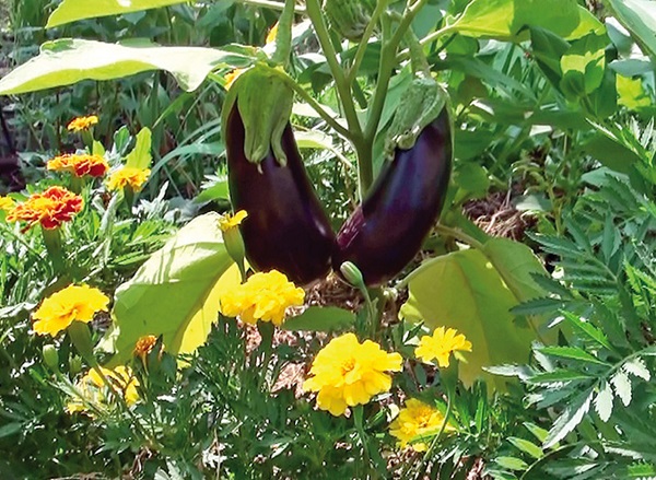 Eggplant leaves turn yellow in the greenhouse: what to do?