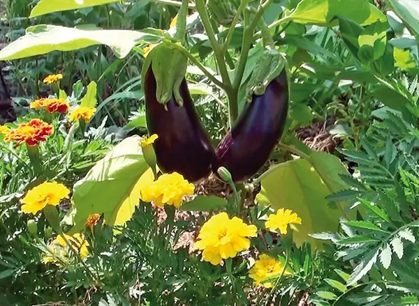 Eggplant leaves turn yellow in the greenhouse: what to do?