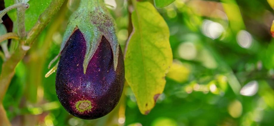 Eggplant leaves turn yellow in the greenhouse: what to do?