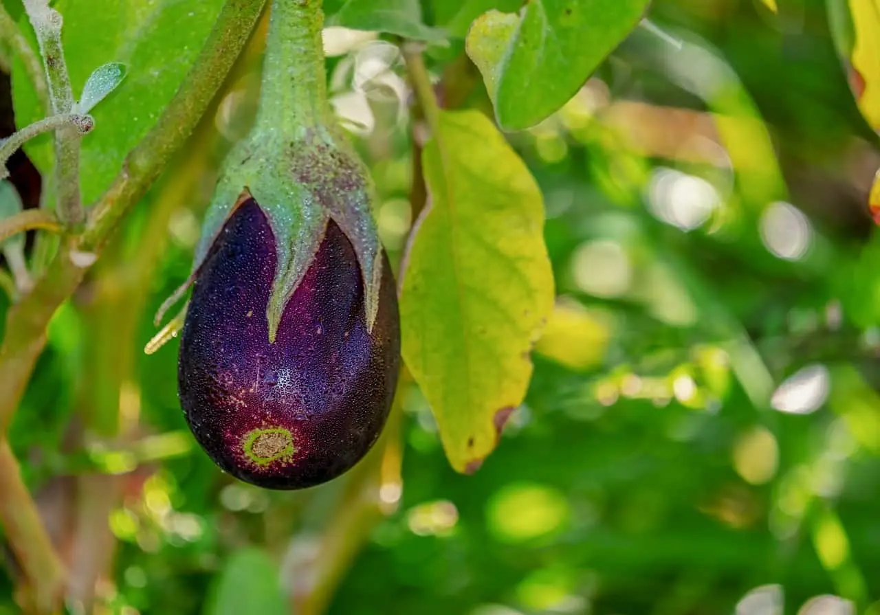 Eggplant leaves turn yellow in the greenhouse: what to do?