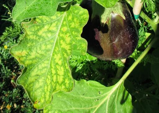 Eggplant leaves turned yellow in the open field: what to do