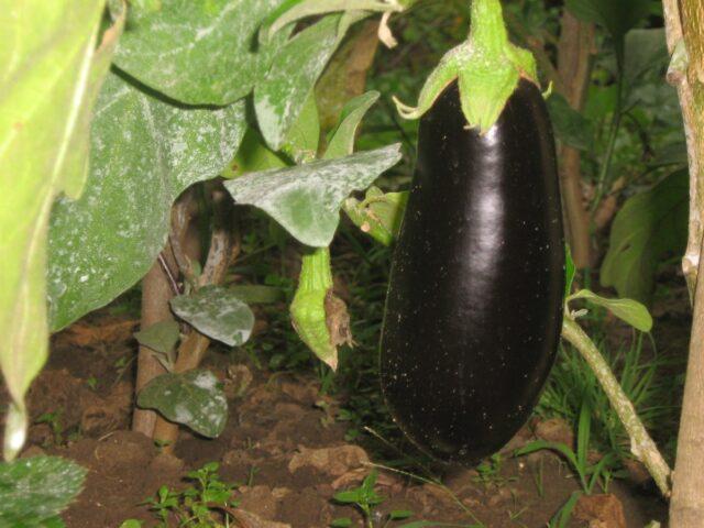 Eggplant leaves turned yellow in the open field: what to do