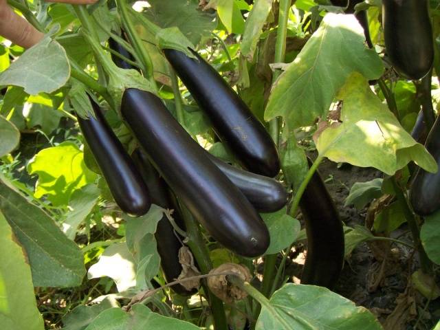 Eggplant Long Purple