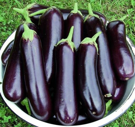 Eggplant Long Purple