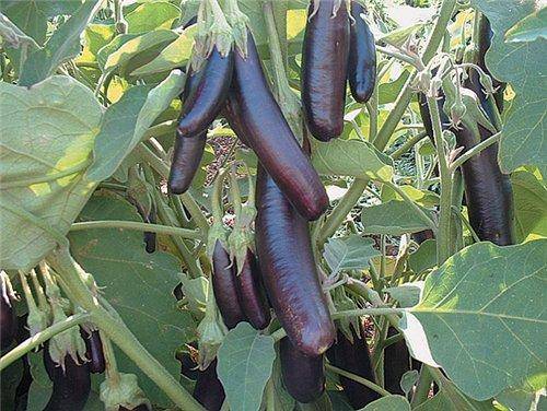 Eggplant Long Purple