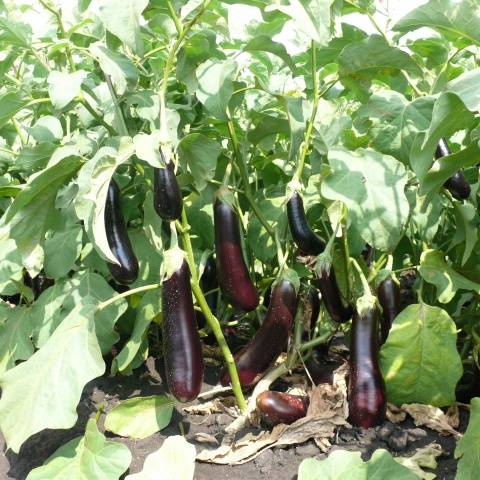 Eggplant &#8220;Long Purple&#8221;