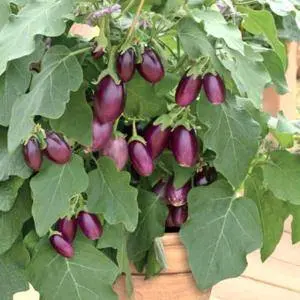 Eggplant Medallion