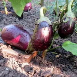 Eggplant Mishutka