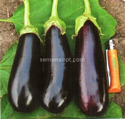 Eggplant Murzik