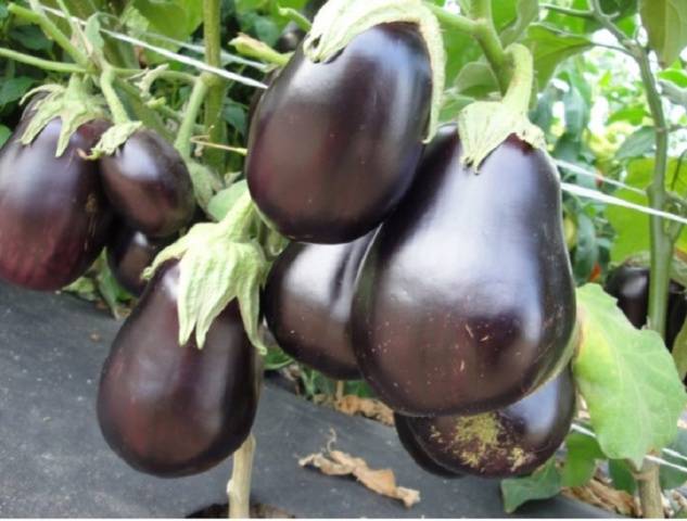 Eggplant Nutcracker F1