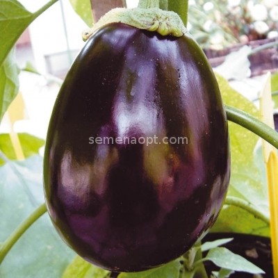 Eggplant Nutcracker F1