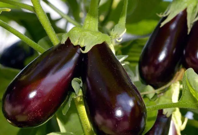 Eggplant pests: their control, photo, treatment, seedlings, greenhouse, leaves