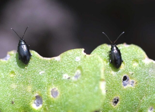 Eggplant pests: their control, photo, treatment, seedlings, greenhouse, leaves