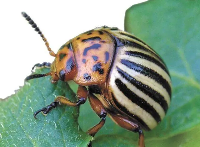 Eggplant pests: their control, photo, treatment, seedlings, greenhouse, leaves