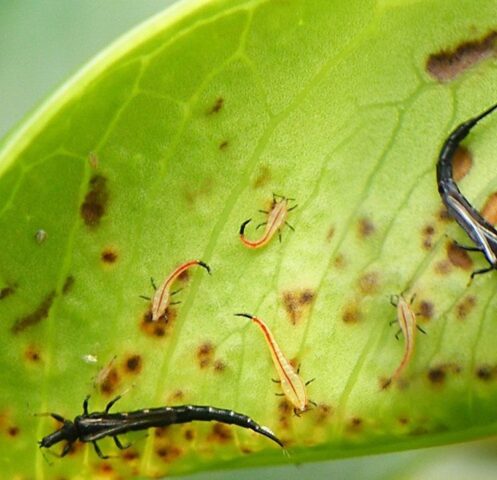 Eggplant pests: their control, photo, treatment, seedlings, greenhouse, leaves