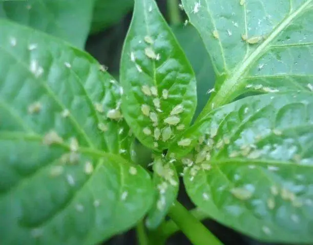 Eggplant pests: their control, photo, treatment, seedlings, greenhouse, leaves