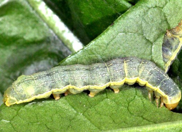 Eggplant pests: their control, photo, treatment, seedlings, greenhouse, leaves