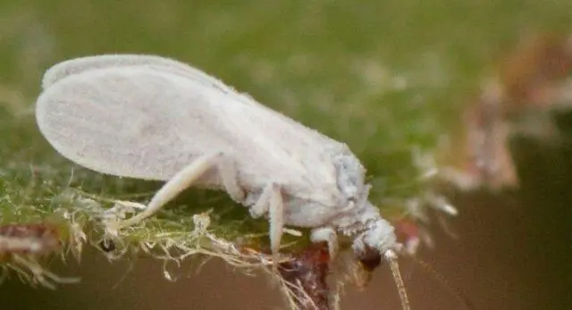 Eggplant pests: their control, photo, treatment, seedlings, greenhouse, leaves