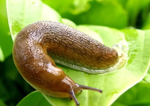 Eggplant pests: their control, photo, treatment, seedlings, greenhouse, leaves