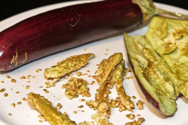 Eggplant: preparing seeds for sowing seedlings