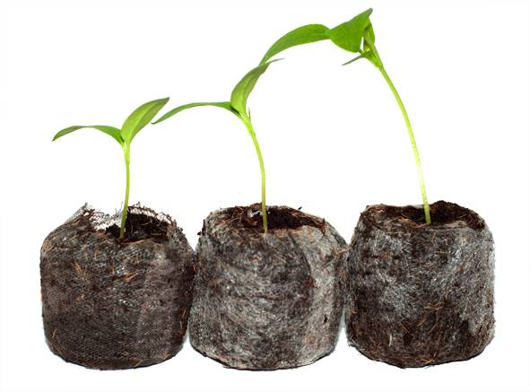 Eggplant: preparing seeds for sowing seedlings