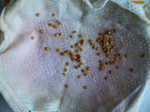 Eggplant: preparing seeds for sowing seedlings