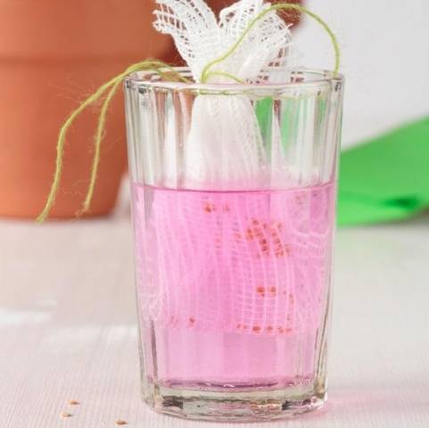 Eggplant: preparing seeds for sowing seedlings