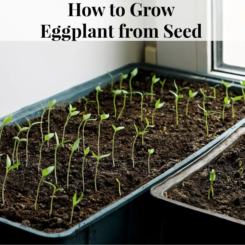 Eggplant: preparing seeds for sowing seedlings