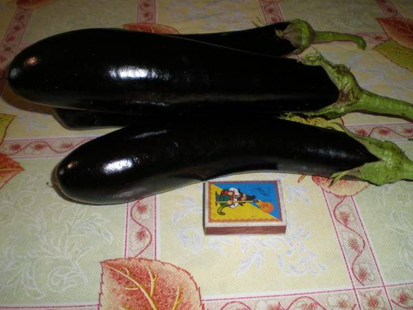 Eggplant Roma F1