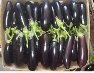 Eggplant Roma F1