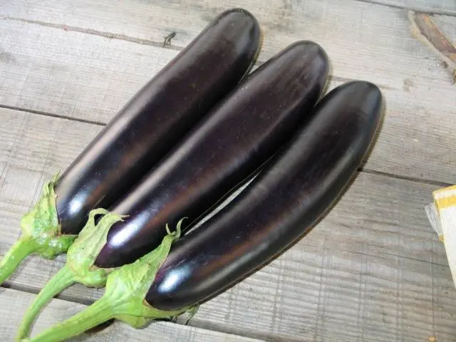 Eggplant Roma F1