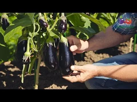 Eggplant Roma F1