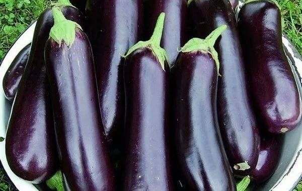 Eggplant Roma F1