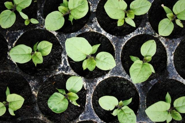 Eggplant seedlings: growing temperature