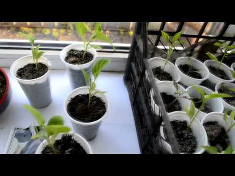 Eggplant seedlings: growing temperature