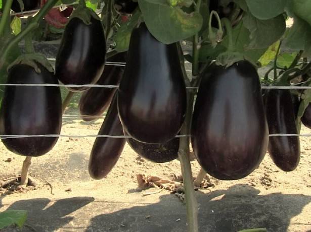 Eggplant seedlings: growing temperature