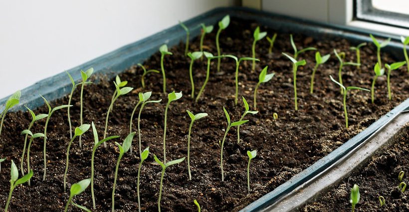 Eggplant seedlings: growing temperature