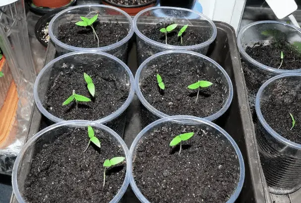 Eggplant seedlings not growing