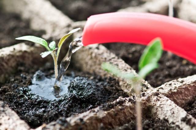 Eggplant seedlings not growing