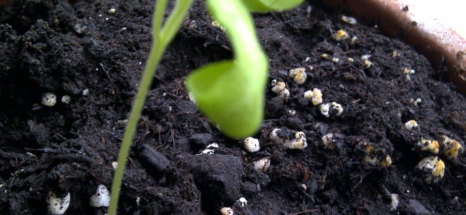 Eggplant seedlings not growing