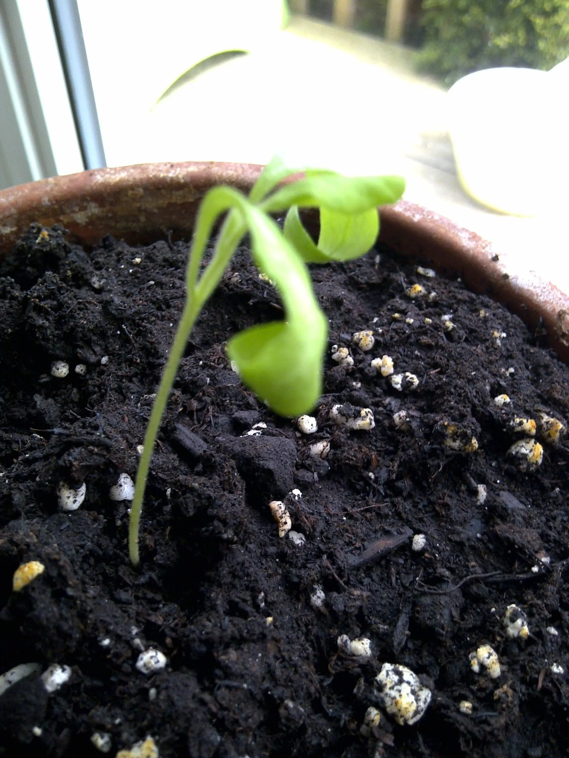 Eggplant seedlings not growing