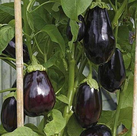 Eggplant Severyanin