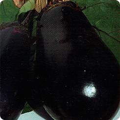 Eggplant Severyanin