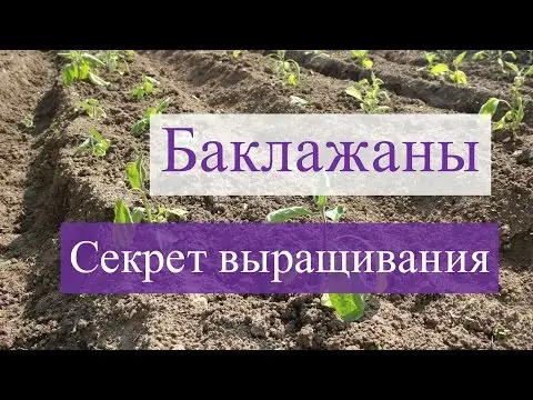 Eggplant Severyanin