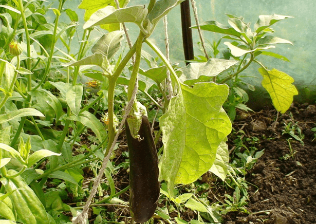 Eggplant sheds leaves: what to do